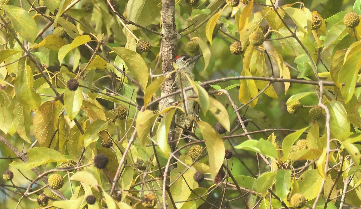 Cardinal Woodpecker - ML646793696