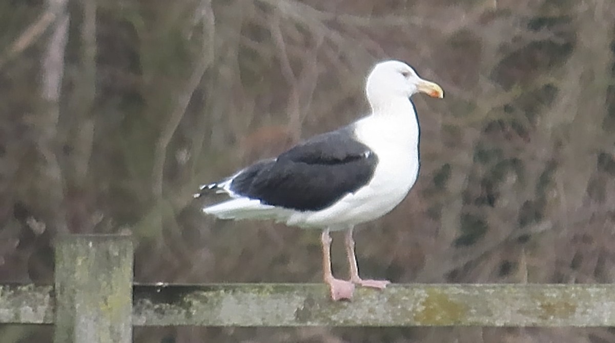 Great Black-backed Gull - ML646793697