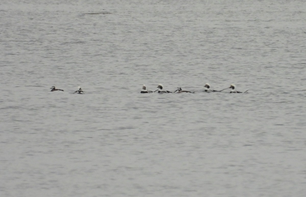 Морянка - ML646793701