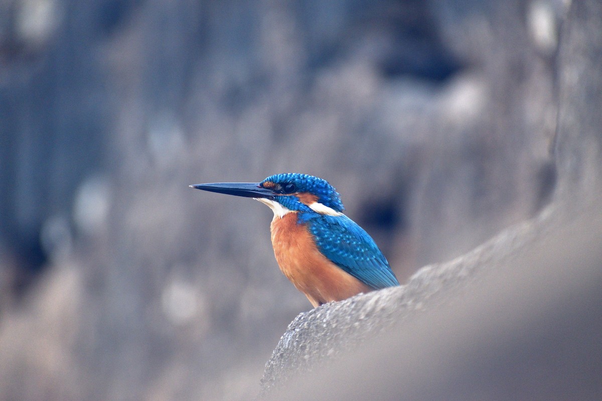 ledňáček říční - ML646793714