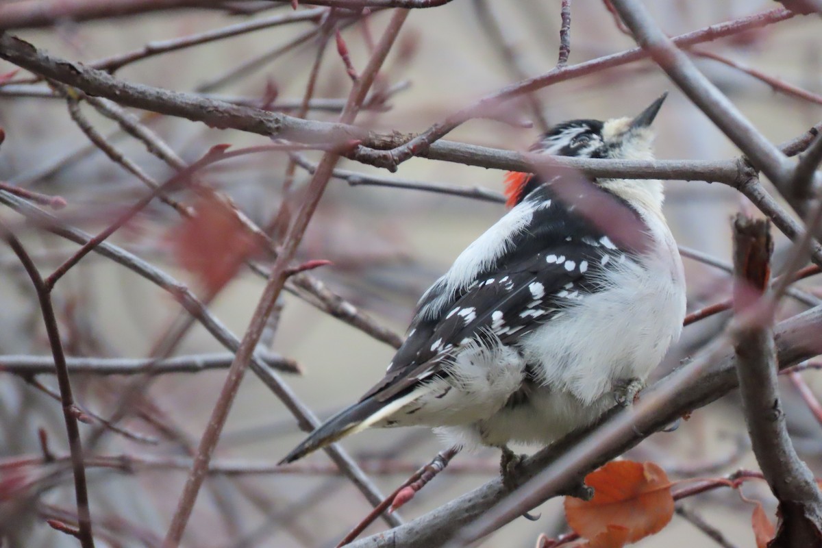 Downy Woodpecker - ML646793715