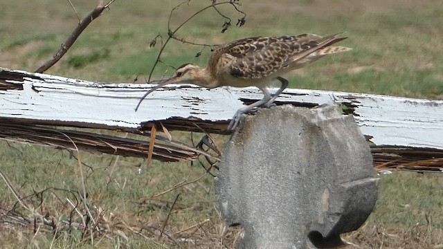 Tahiti Kervançulluğu - ML646793722