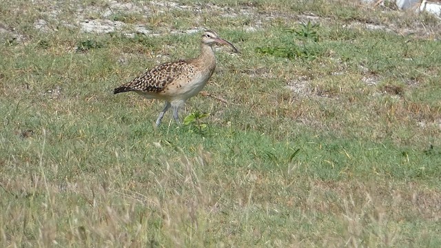 Tahiti Kervançulluğu - ML646793723