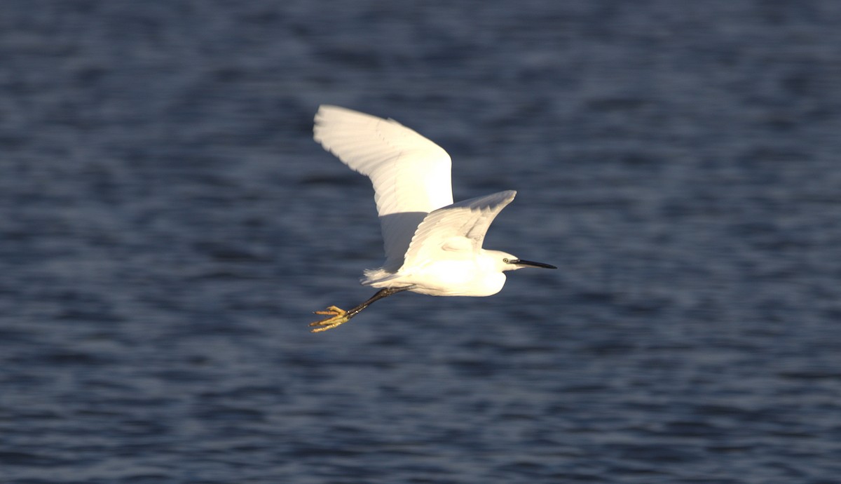 Little Egret - ML646793725