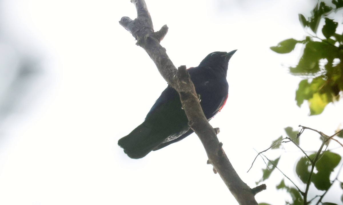 Red-shouldered Cuckooshrike - ML646793732
