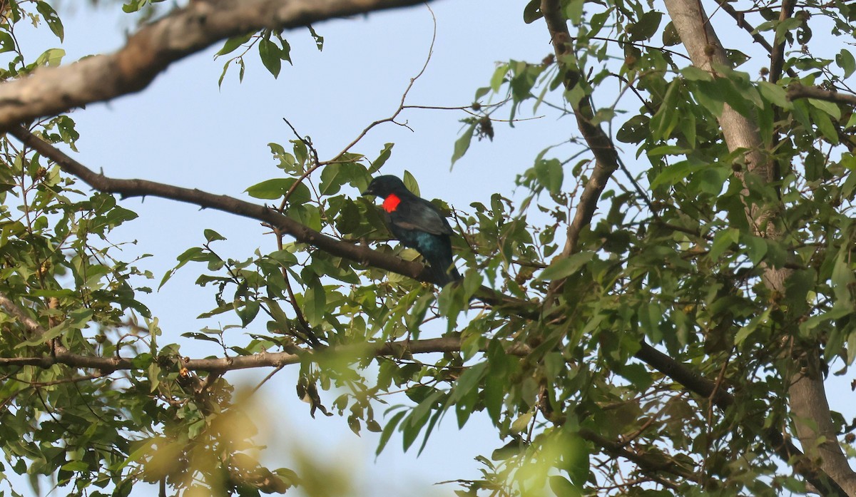 Red-shouldered Cuckooshrike - ML646793733