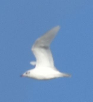 Mediterranean Gull - ML646793734