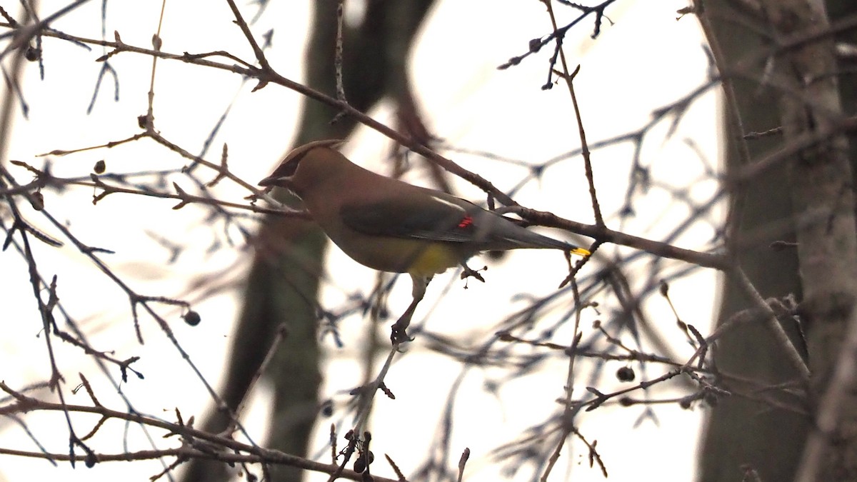 Jaseur d'Amérique - ML646793735