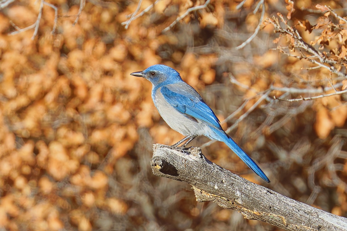 Woodhouse's Scrub-Jay (Woodhouse's) - ML646793736