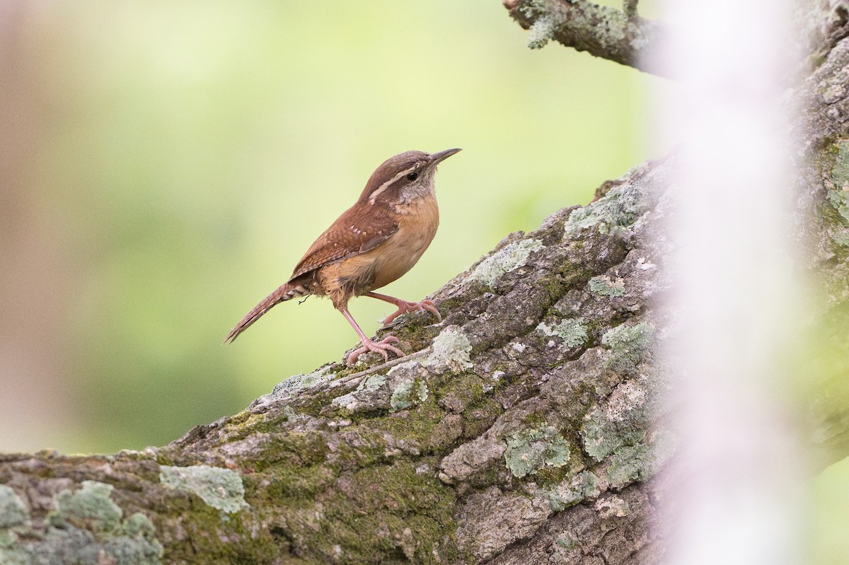 Carolina Wren - ML646793737
