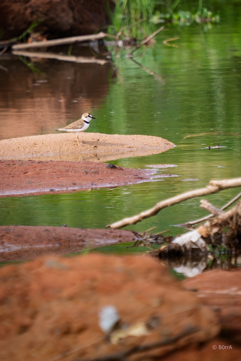 Yakalı Cılıbıt - ML646793738