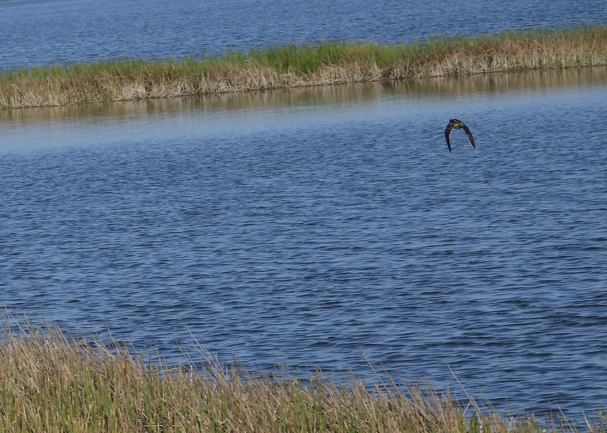 Wilson's Snipe - ML646793740