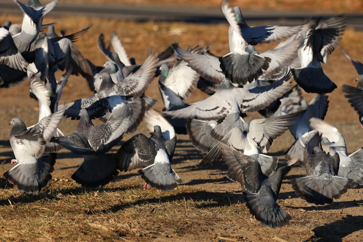 野鴿(野化) - ML646793741