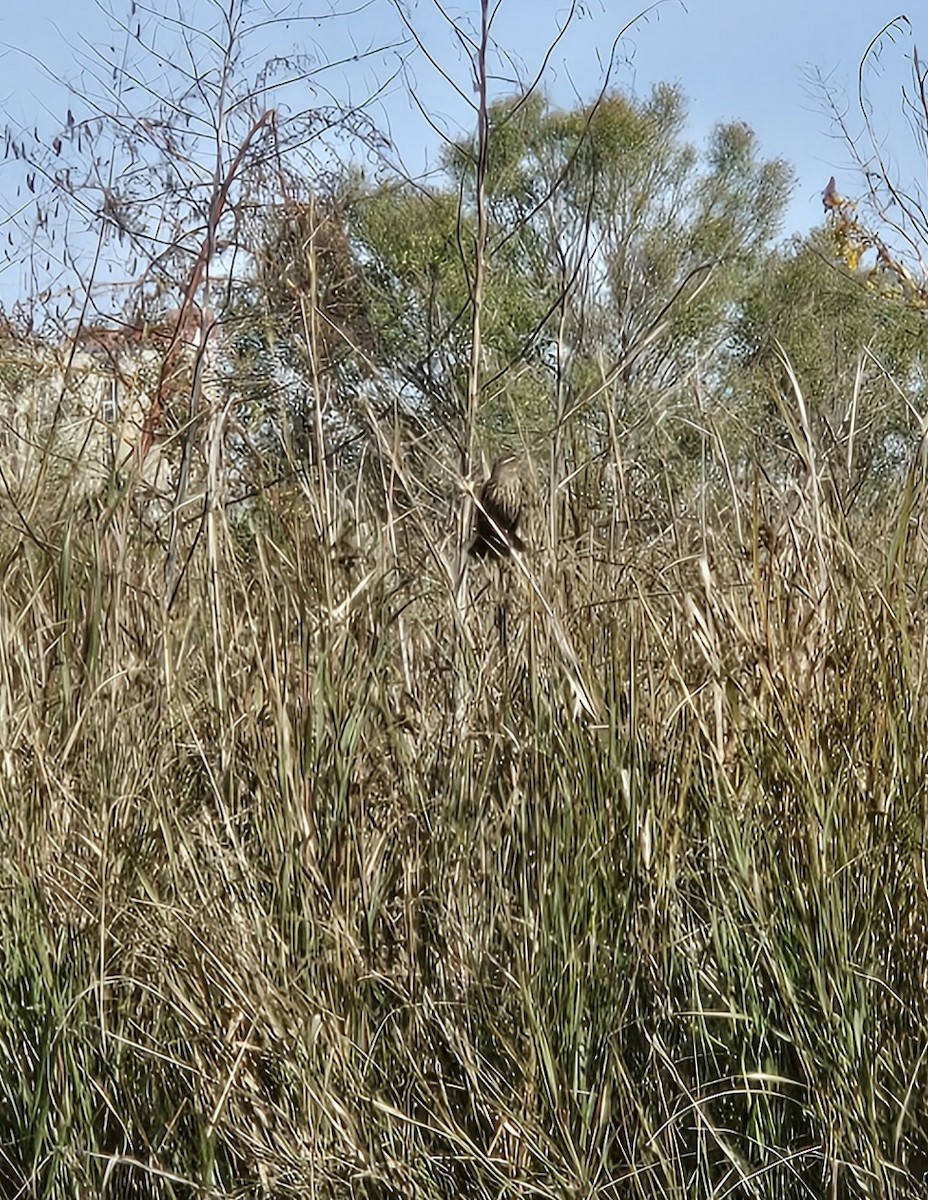 Rotflügelstärling - ML646793746