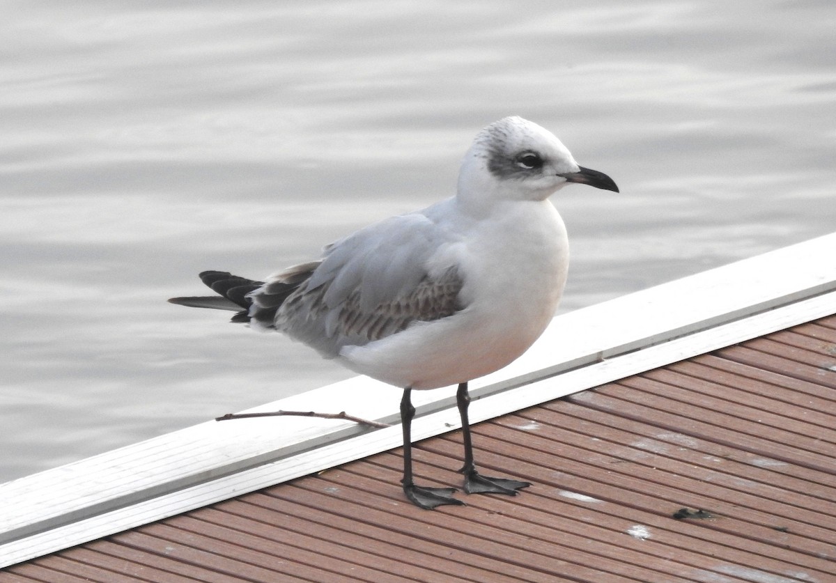 Antxeta burubeltza - ML646793747