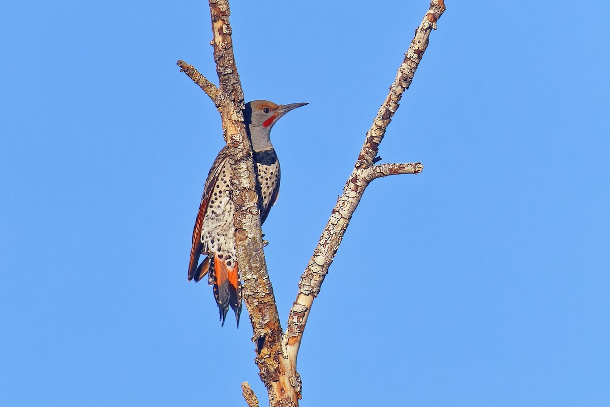 Northern Flicker (Red-shafted) - ML646793748
