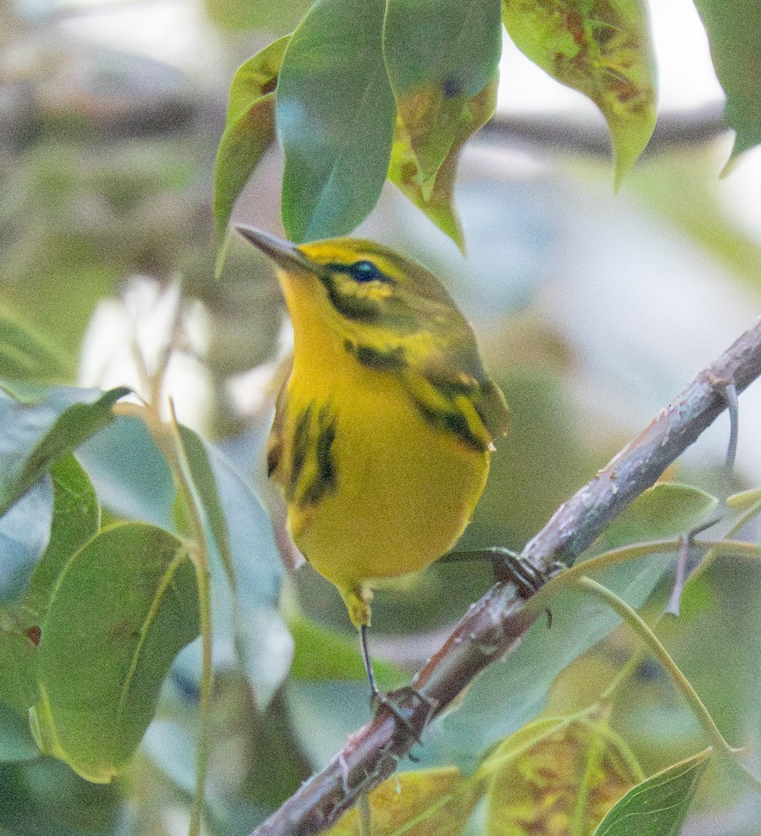 Prairie Warbler - ML646793752