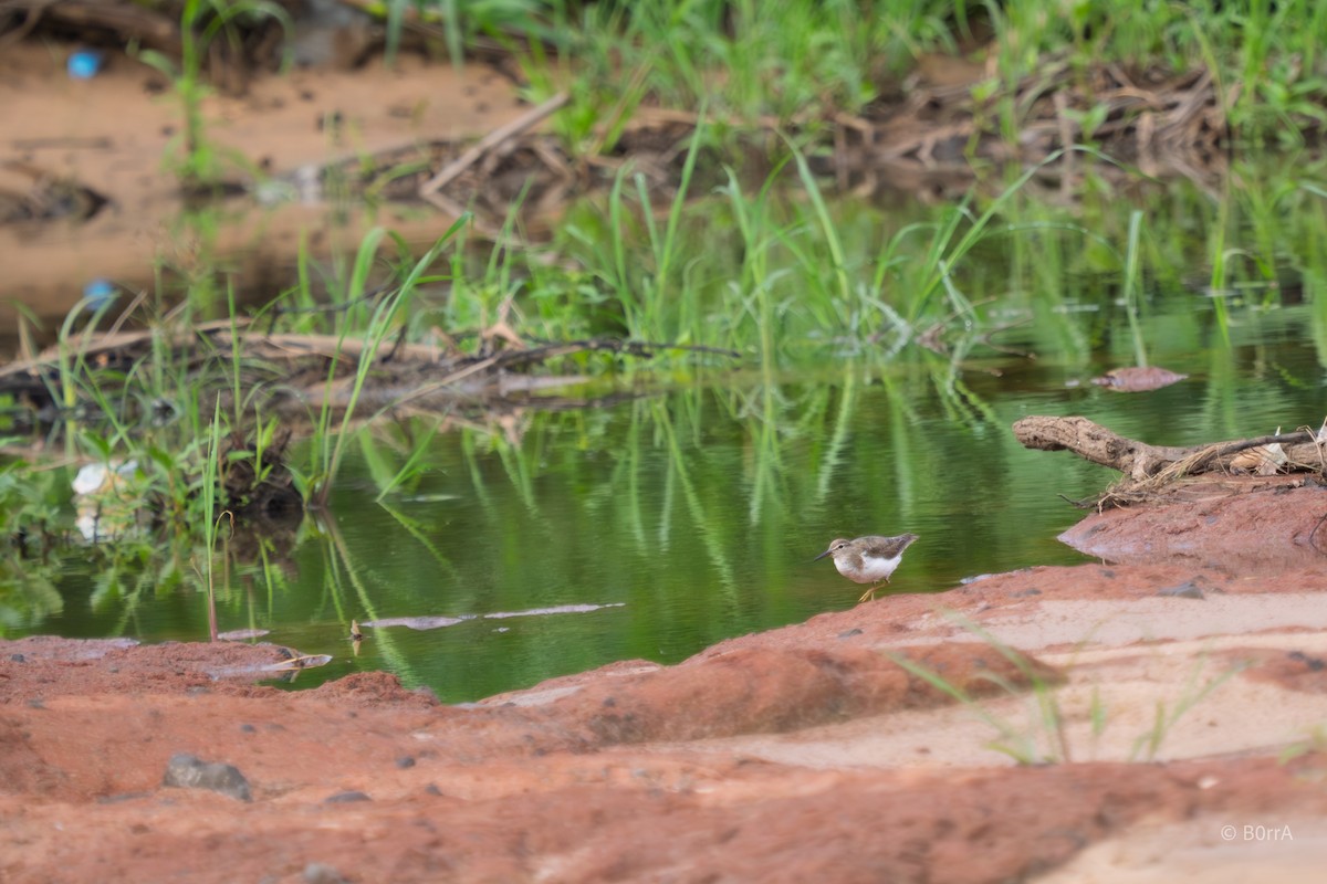 コシグロクサシギ - ML646793755