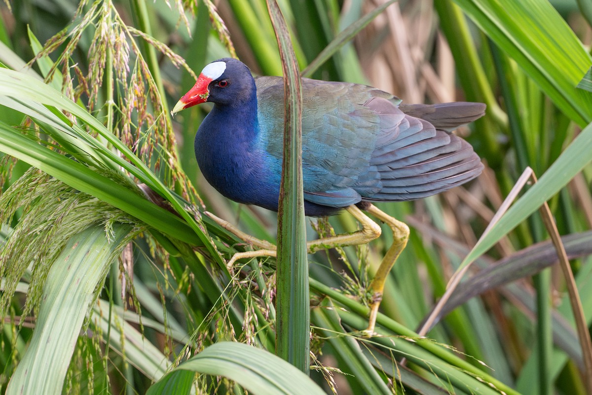 Purple Gallinule - ML646793756