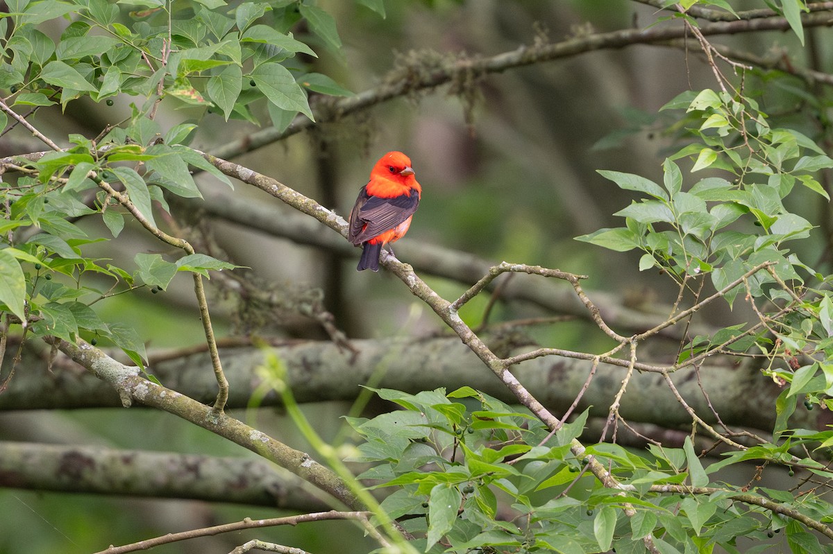 Scarlet Tanager - ML646793766