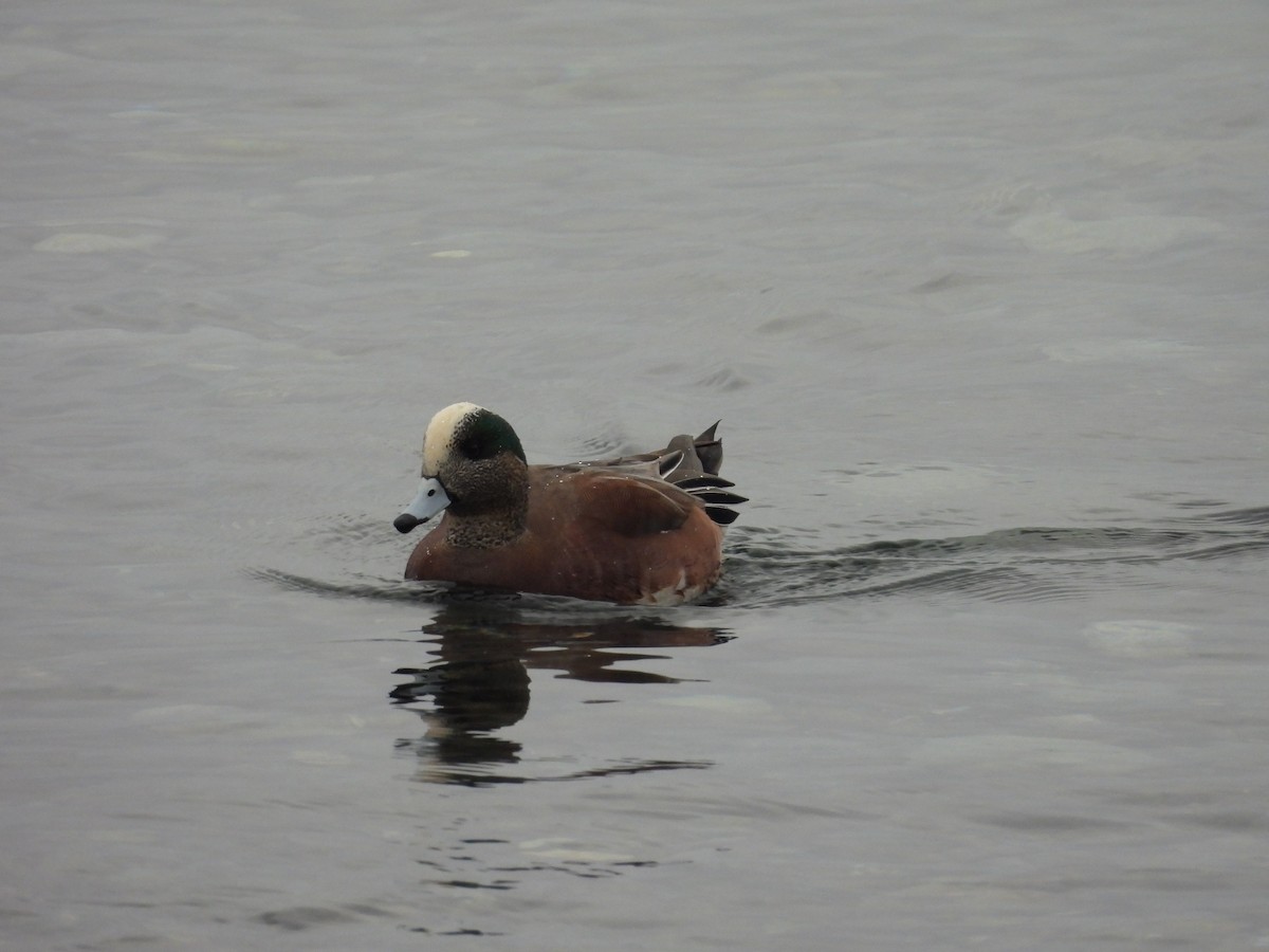 Свищ американський - ML646793768