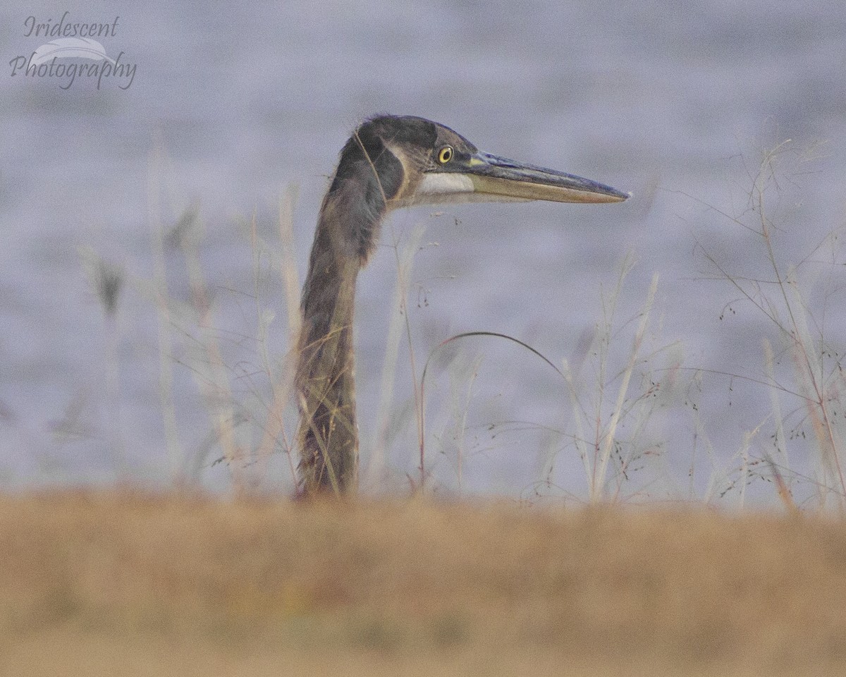 אנפה אמריקנית - ML646793769