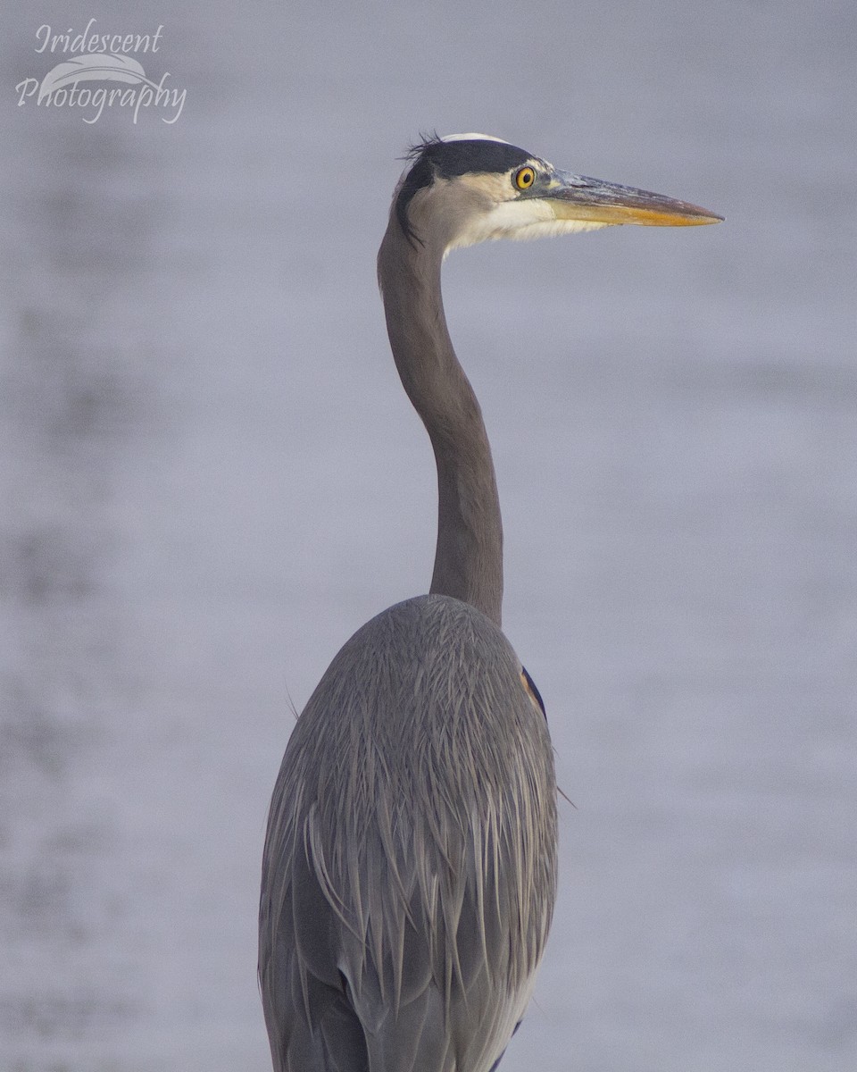 אנפה אמריקנית - ML646793770
