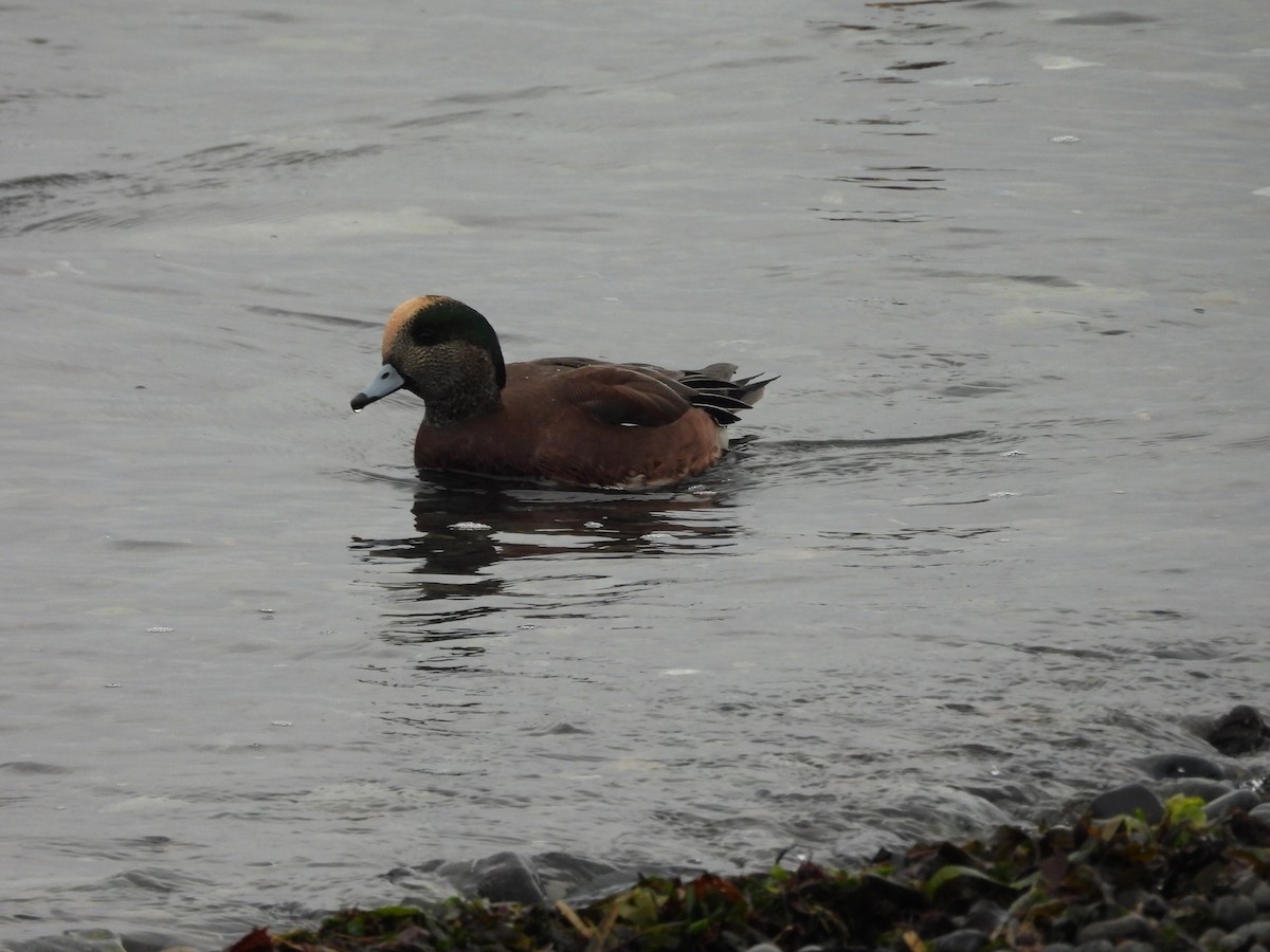 Свищ американський - ML646793773