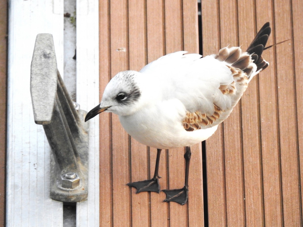 Antxeta burubeltza - ML646793776