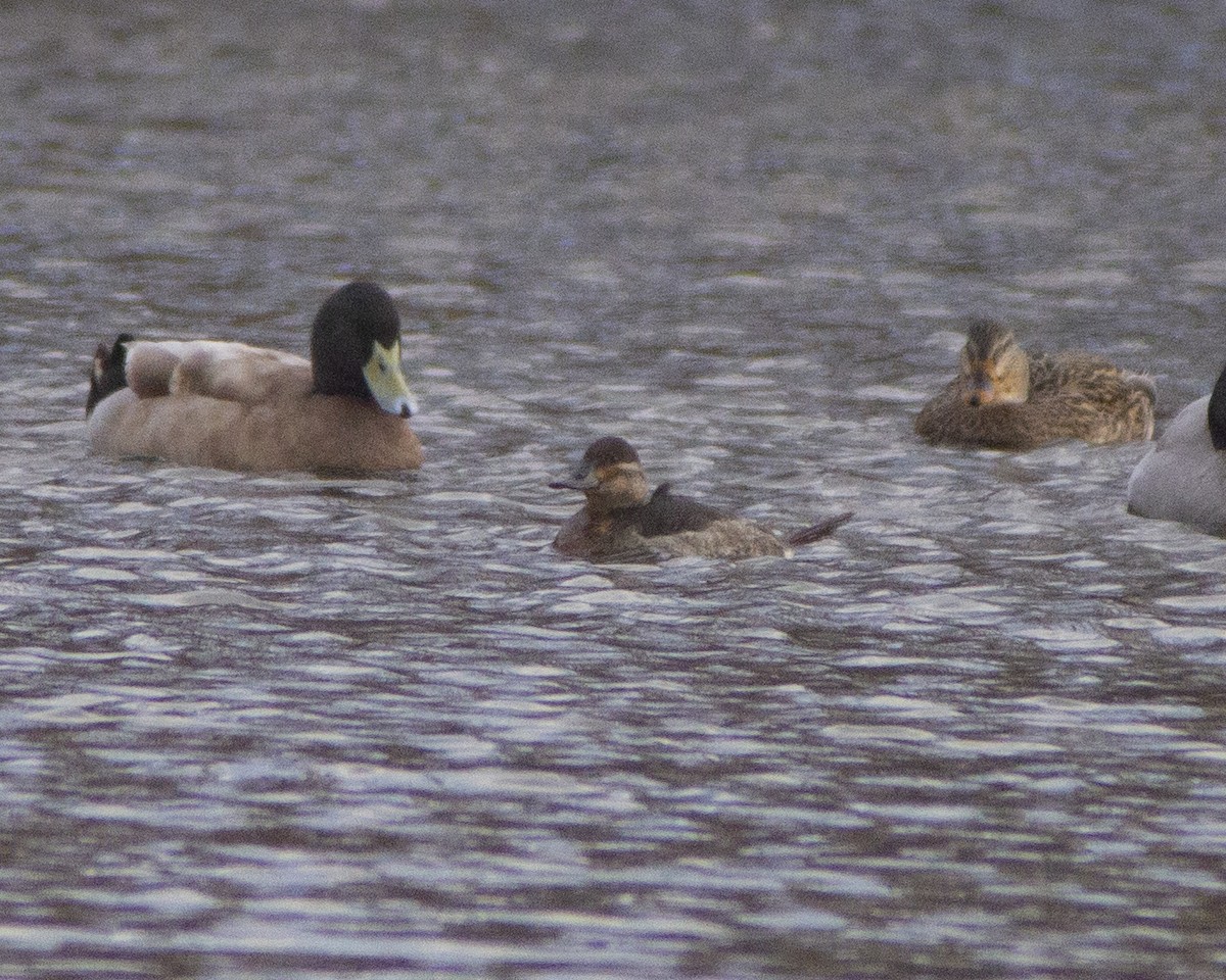 צחראש אדמוני - ML646793777