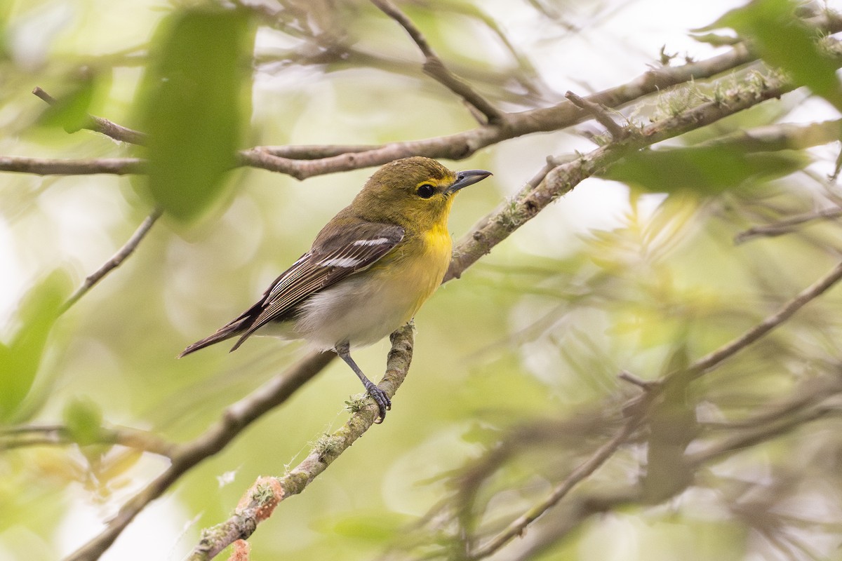 Sarı Gerdanlı Vireo - ML646793781