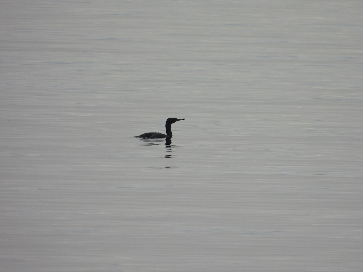 Баклан берингійський - ML646793785