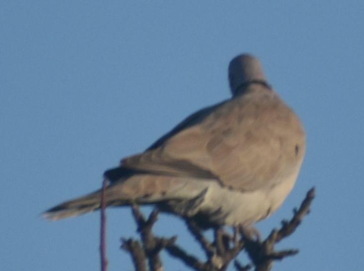 Буулгат хүүрзгэнэ - ML646793788