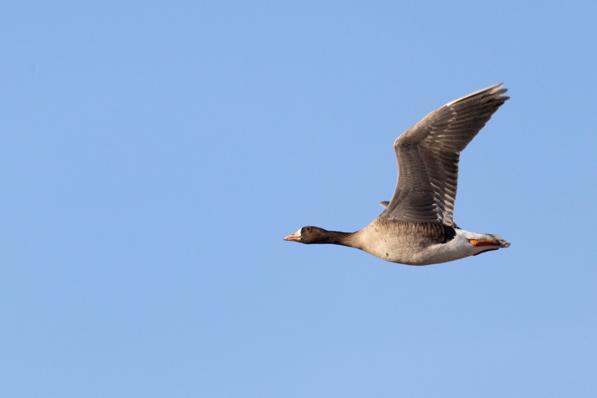 Greater White-fronted Goose - ML646793795