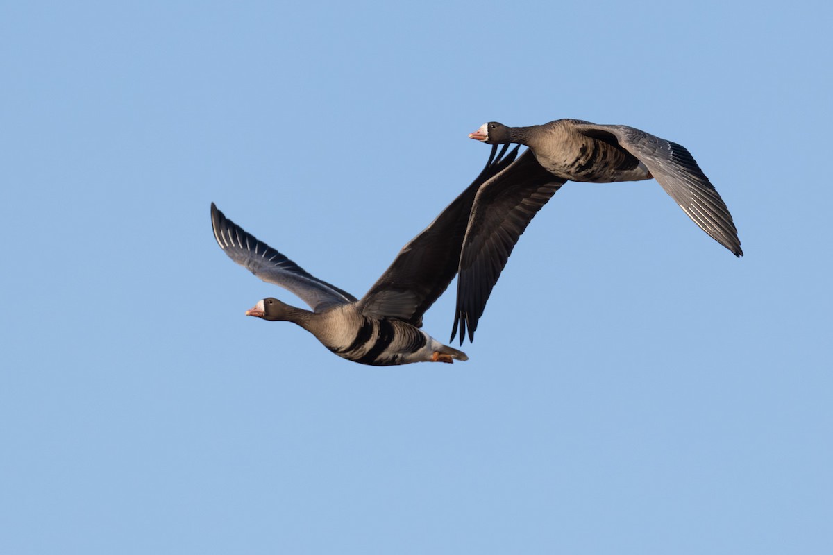 Greater White-fronted Goose - ML646793796