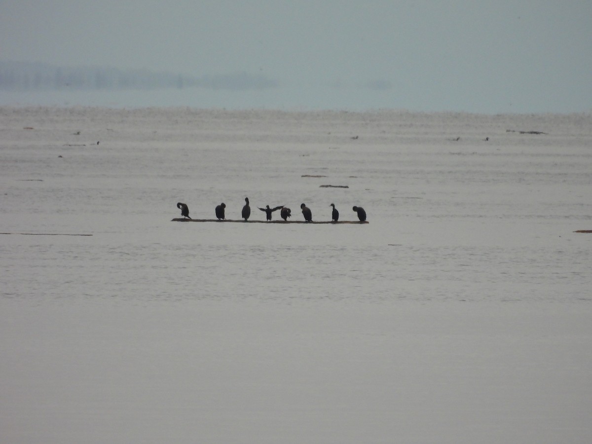 Баклан sp. - ML646793800