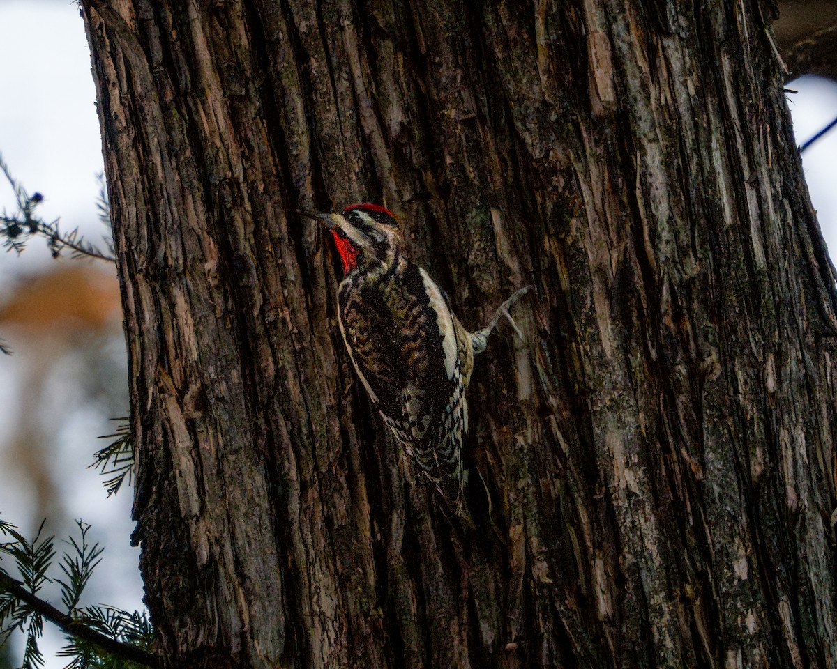 Yellow-bellied Sapsucker - ML646793802
