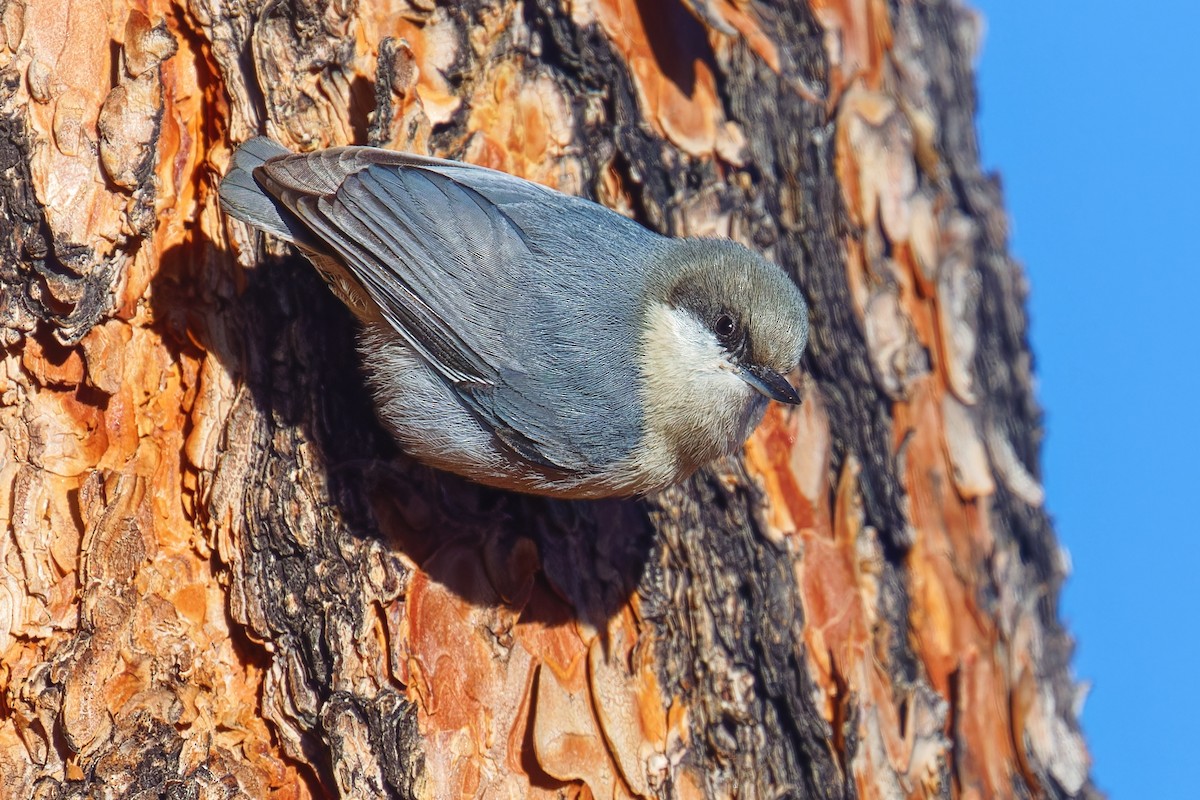 Pygmy Nuthatch - ML646793804