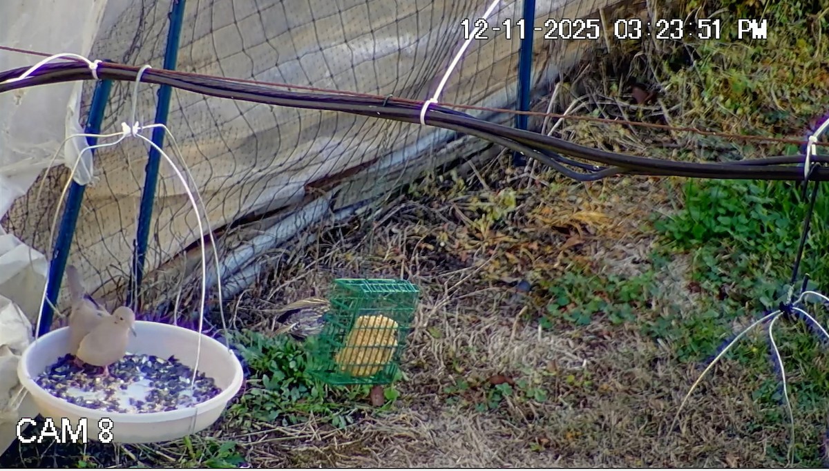 תורית אמריקנית - ML646793809