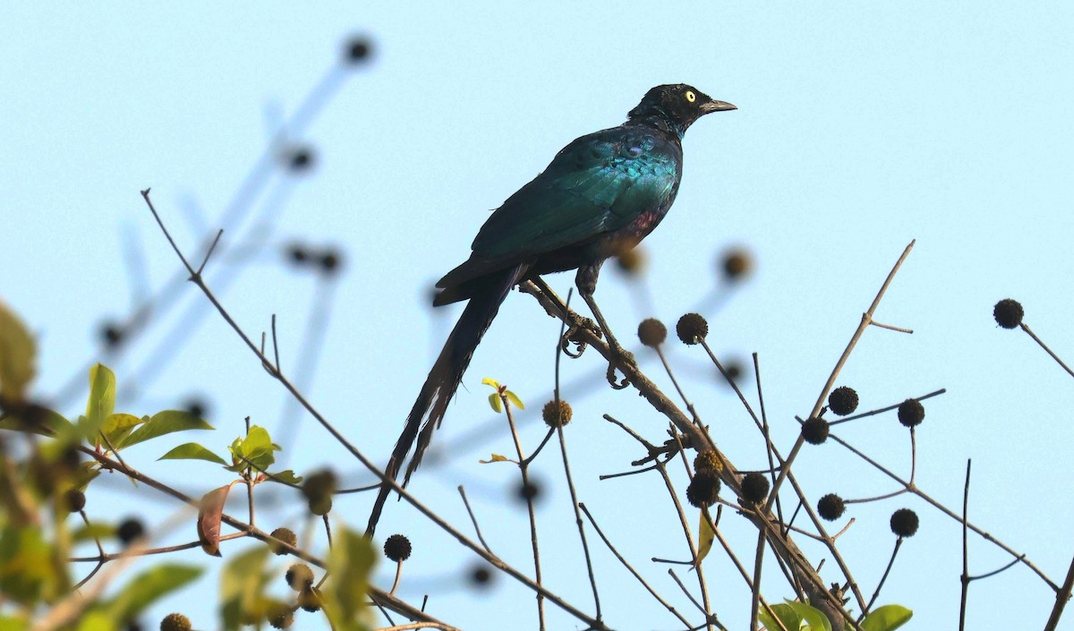 オナガテリムク - ML646793811