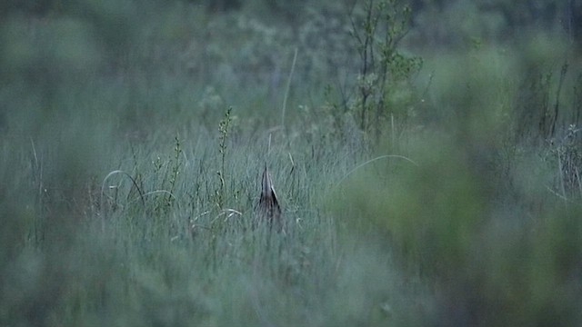 Amerika Balabanı - ML646793812