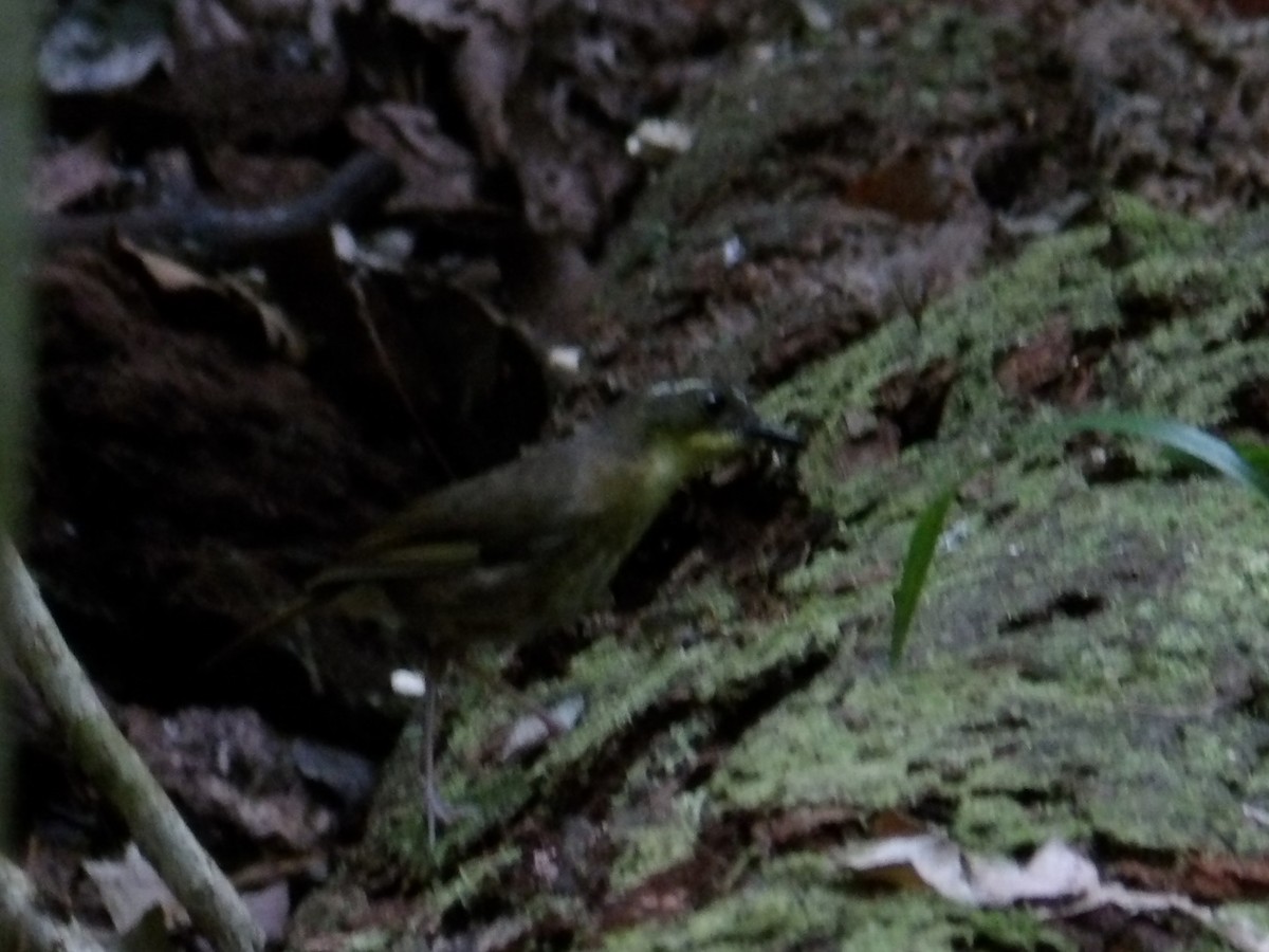 Yellow-throated Scrubwren - ML646793815