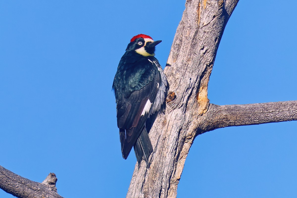 Acorn Woodpecker - ML646793822