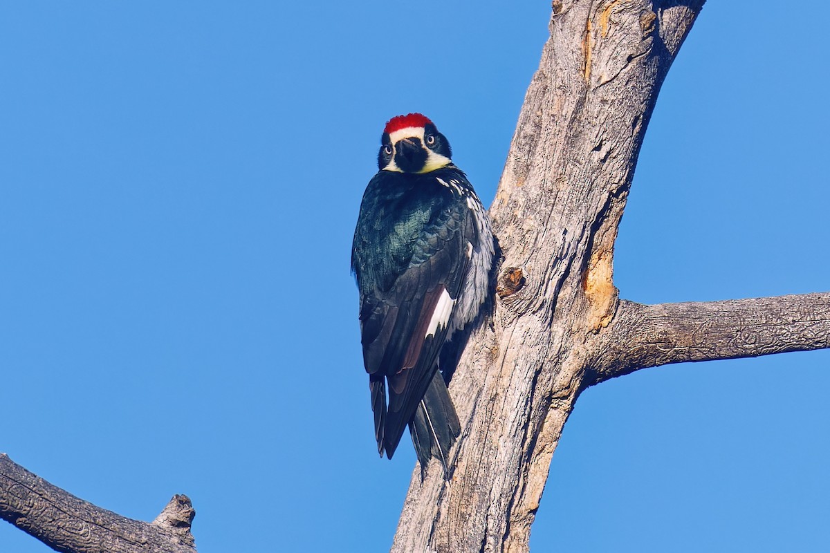 Acorn Woodpecker - ML646793823