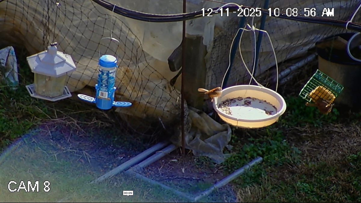 Carolina Wren - ML646793824