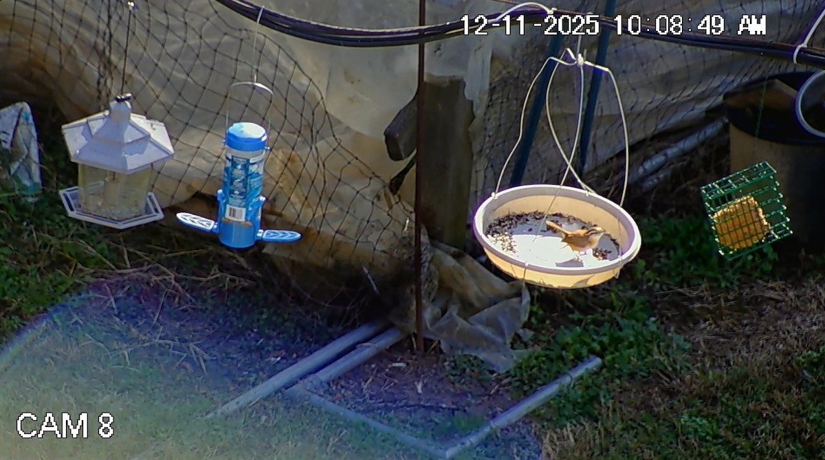 Carolina Wren - ML646793825