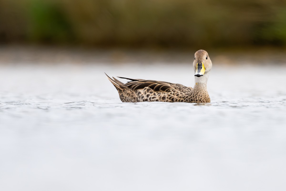 Шилохвіст жовтодзьобий - ML646793833