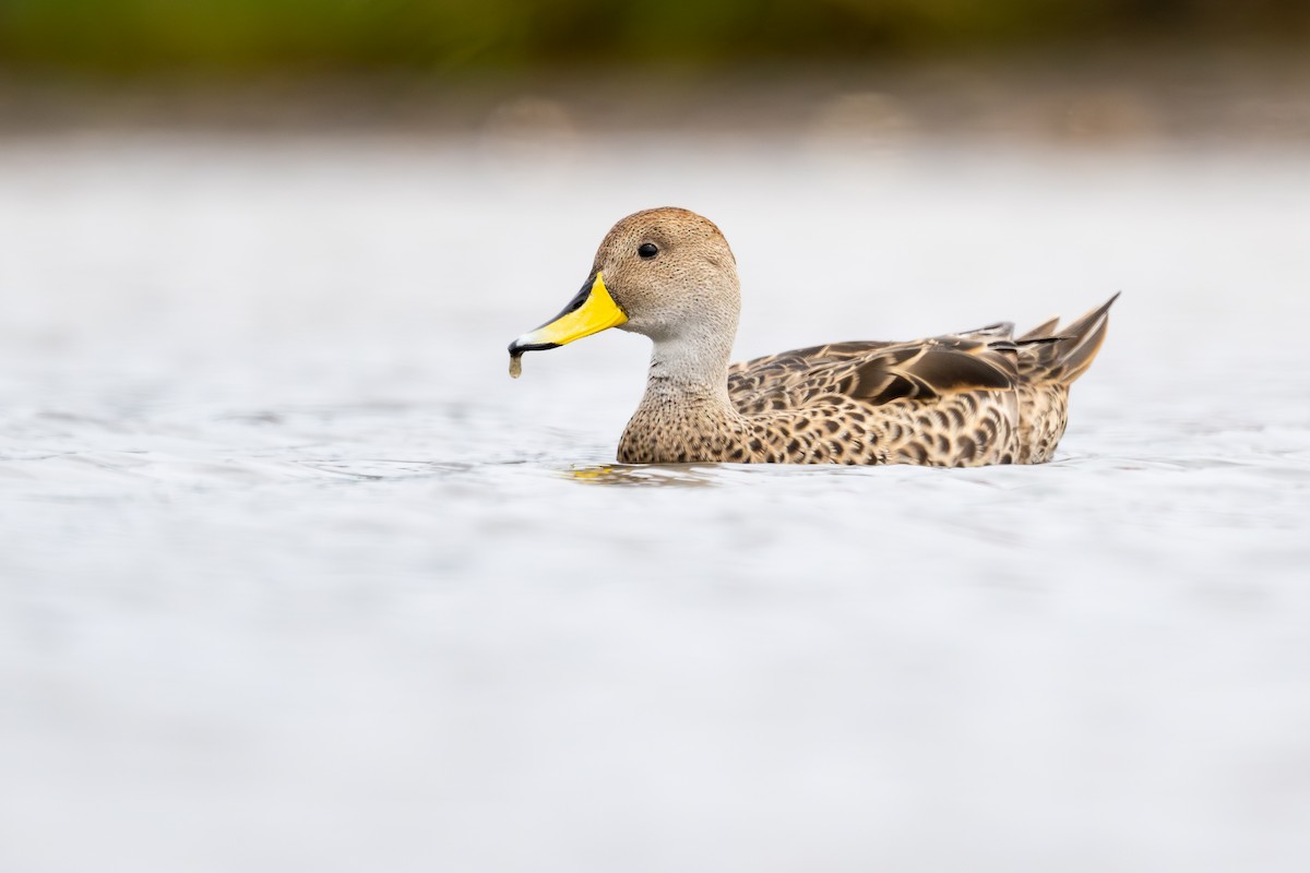 Шилохвіст жовтодзьобий - ML646793834