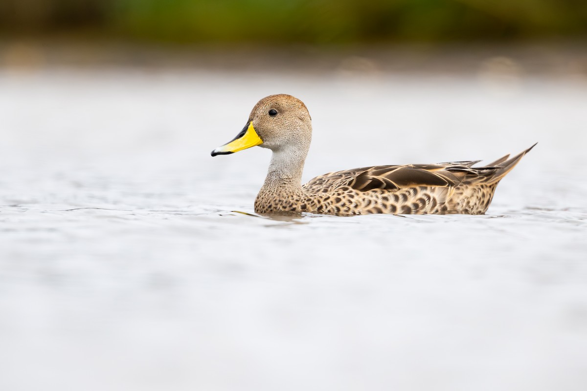 Шилохвіст жовтодзьобий - ML646793835