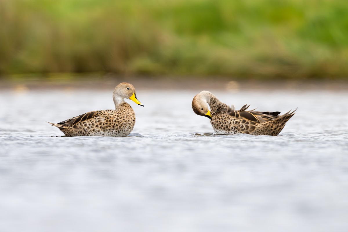 Шилохвіст жовтодзьобий - ML646793836